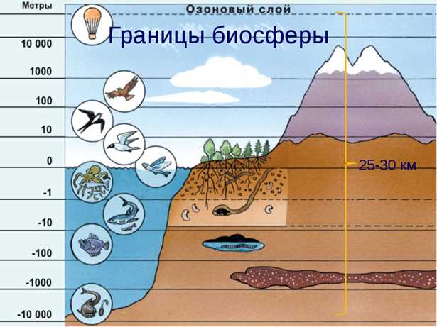  Влияние тектонических процессов на формирование земной коры 