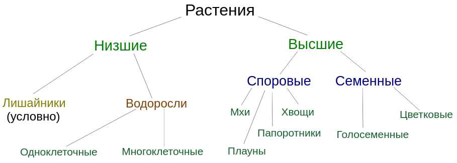 Создание красивых композиций и забота за ними